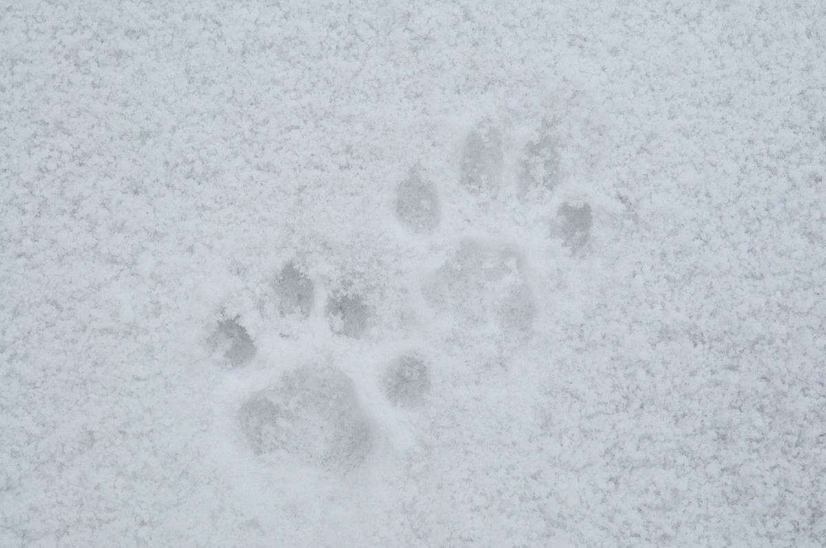 Guide de montagne montrant des empreintes de chat forestier à des randonneurs dans la neige