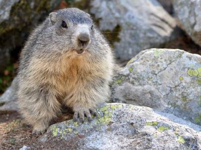 Balade à la rencontre des marmottes à Cauterets