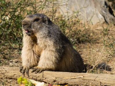 Petite randonnée à la rencontre des marmottes