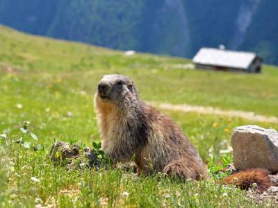 Petite randonnée à la rencontre des marmottes
