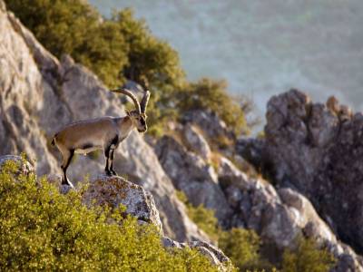 Randonnée à la rencontre des bouquetins des Pyrénées
