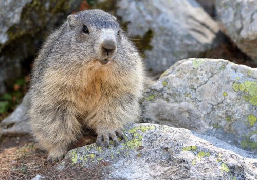 Balade à la rencontre des marmottes à Cauterets