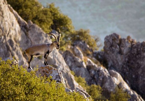 Randonnée à la rencontre des bouquetins des Pyrénées