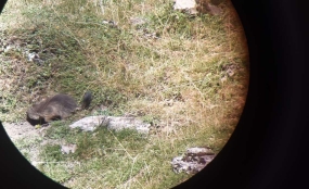 Balade à la rencontre des marmottes 12